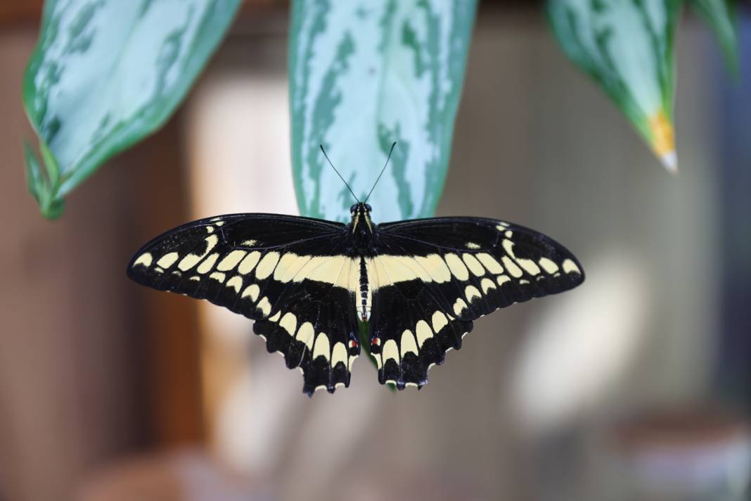 Konya’nın gözde mekanlarına Şeb-i Arus düzenlemesi 10
